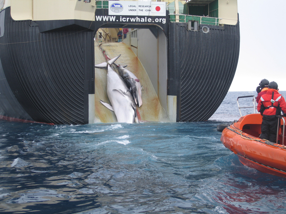 2013-12-28-Japan_Factory_Ship_Nisshin_Maru_Whaling_Mother_and_Calf.jpg