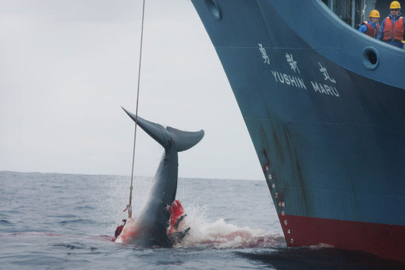 2013-12-28-JapanesewhalersBstards