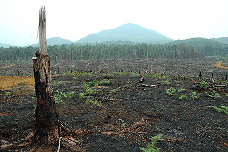 2013-12-28-forestfirepalmoilplantation.jpg