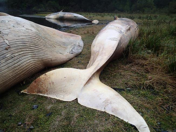 2015-12-07-1449461042-1376294-337SeiwhalesChileDrReeseHalter.jpg