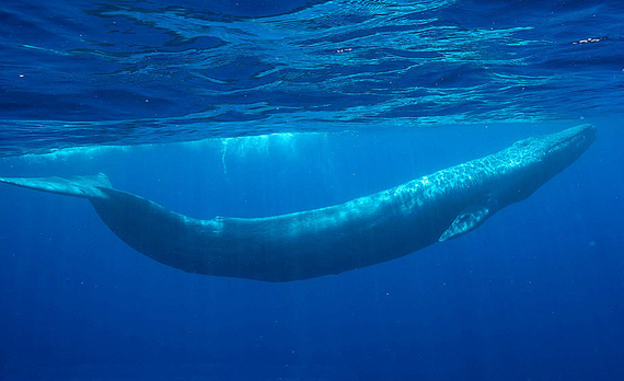2015-12-07-1449463590-6234677-BluewhalesDrReeseHalter18.jpg