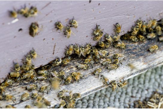 The Agriculture Ministry says 58 per cent of the province’s bees died over last winter — a record in what was also an unusually cold season.