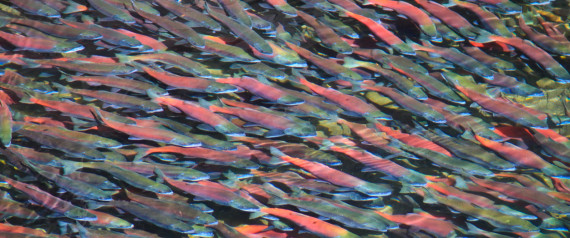 Salmon Swim
