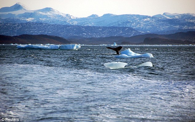 Struggle: The U.N. is expected to review Russia’s claim to the land, which insists two underwater ledges reaching towards the North Pole belong to its continental shelf, in February