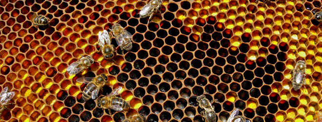 Bees at hive