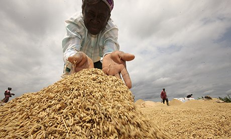 A farmer spreads rice to dry in the sun in Afife. Gadco’s smallholder scheme could help secure Ghana